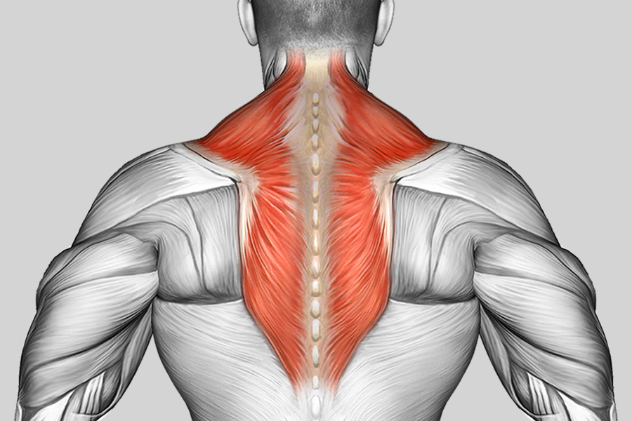 Exercise Category Muscles